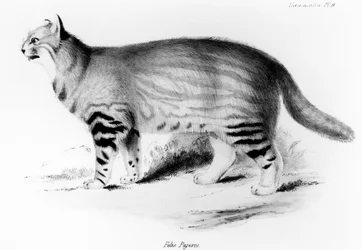 Felis Pajeros, prato 9 de "Zoologia da Viagem do Beagle: Mamíferos", de Charles Darwin (1809-92) pub. 1832-36